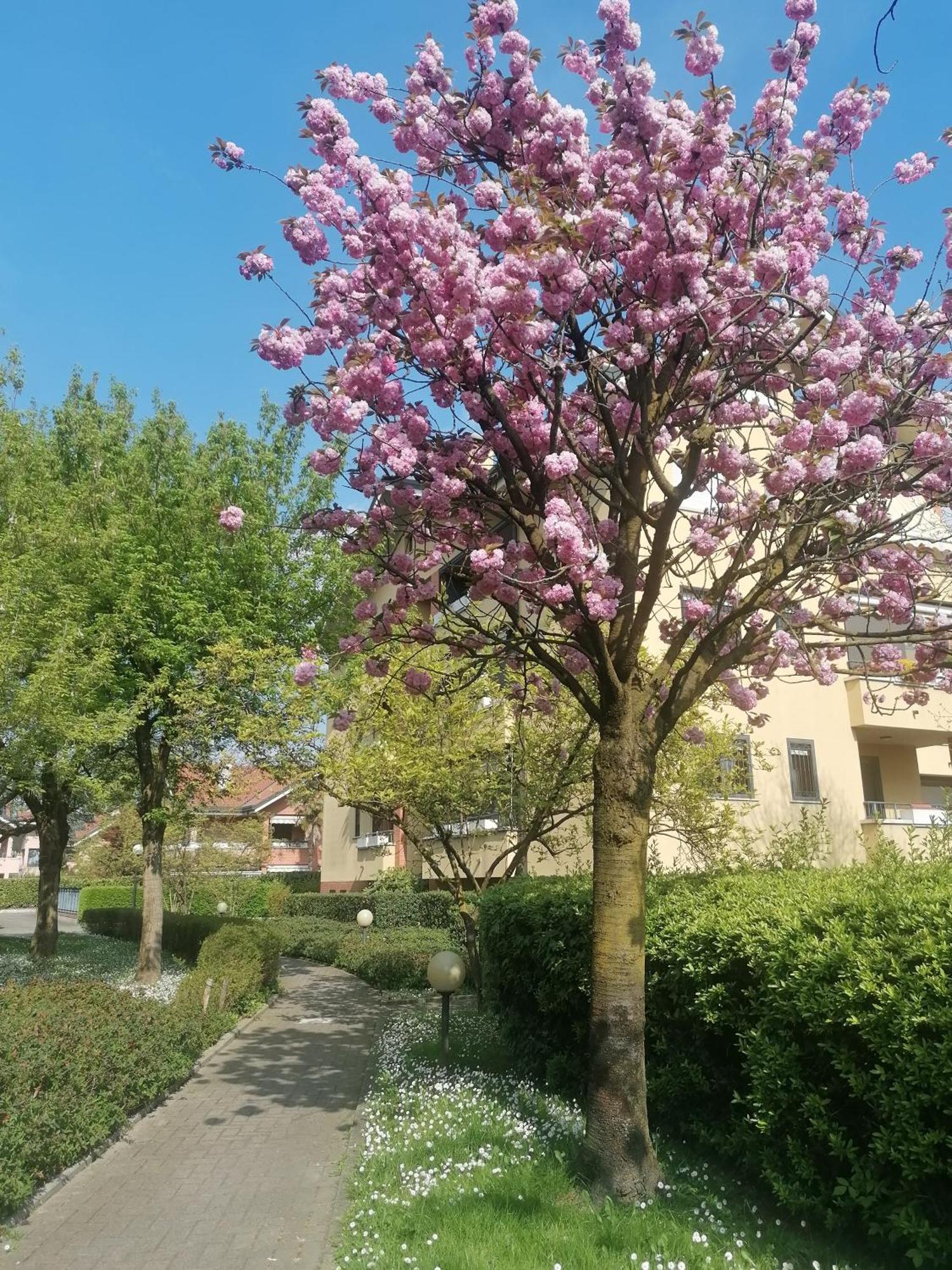 La Casa Blu- Forum Di Assago, Ospedale Humanitas, Milanofiori, Ieo Rozzano Esterno foto
